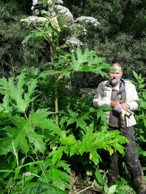 Naturparkmitarbeiter Manfred Huber neben einem Riesenbärenklau. Richtig ausgerüstet macht er sich an die Arbeit. | Foto: Naturpark Mürzer Oberland