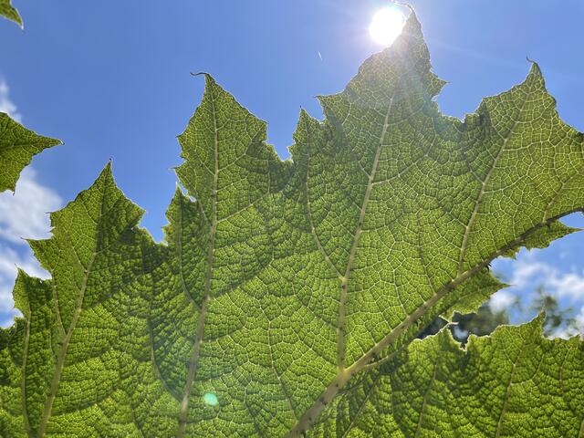 Die Plattform "investing green" ermöglicht die Finanzierung von Energie-Projekten, wie die Nutzung von Sonnenkraft. | Foto: symbolbild: sm