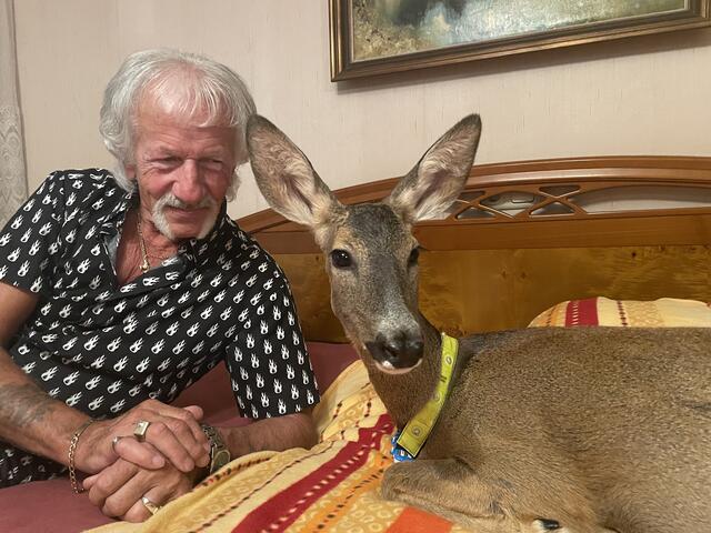 Manfred Schweiger und Reh Susi. Auch nach einem Jahr liebt es das Reh im Bett zu schlafen – in der Nacht aber auf ihrer Seite. | Foto: Koidl