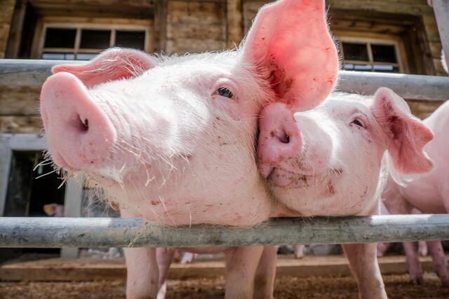 94 Prozent der heimischen Schweine stammen aus Oberösterreich, Niederösterreich und der Steiermark. | Foto: panthermedia/foottoo