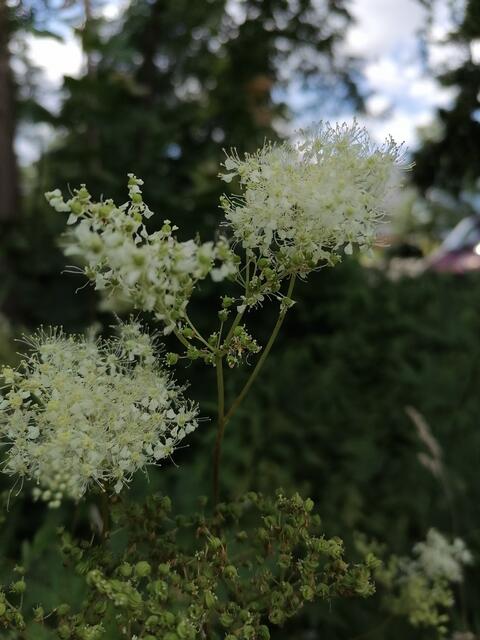 Echtes Mädesüß - Filipendula ulmaria wirkt kühlend und antibakteriell | Foto: Heidi Ruf