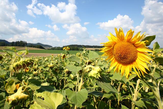 Sommerliches Wetter ist von Mitte nächster Woche bis zum kommenden Wochenende angesagt.  | Foto: Land OÖ/Stinglmayr