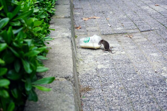Ungebetene Gäste: Hat der Neubau ein Maus-Problem? | Foto: Guller/Unsplash