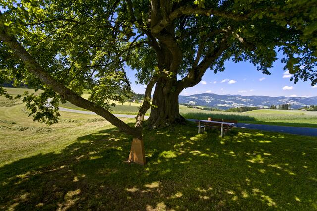 Die Regionen in der Oststeiermark sind eine wahre Augenweide. | Foto: Leo Himsl