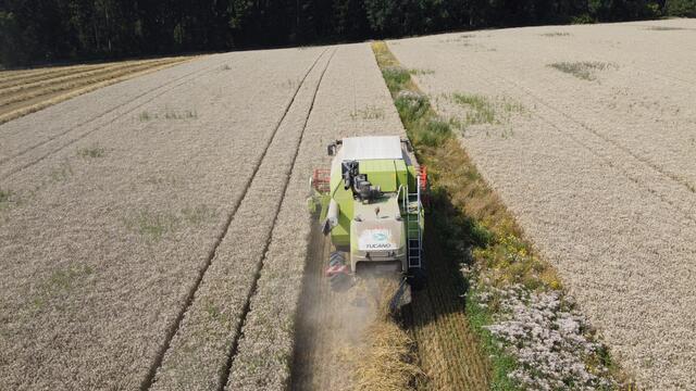 "Anstelle von Insektiziden setze ich als konventioneller Landwirt 'Nützlingsstreifen' ein, um die Schädlinge im Getreideanbau zurück zu halten", erklärt Nikolaus Stiebitzhofer.  | Foto: Nikolaus Stiebitzhofer