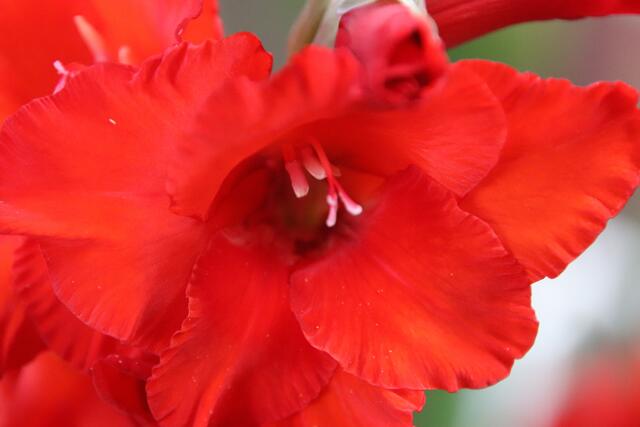 Gladiole