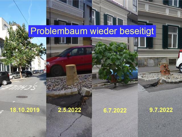 Baumpflegemaßnahmen im Lauf der Zeit