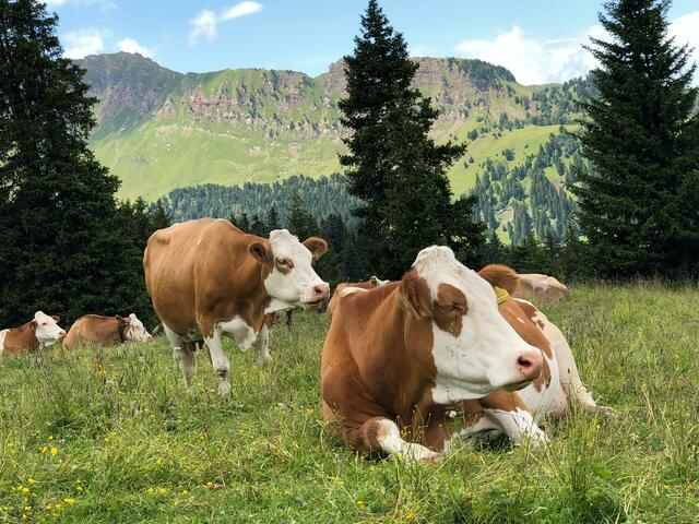 Pinzgau Milch informiert: Milchbäuerinnen und -bauern profitieren von einer Erhöhung des Milchauszahlungspreises. | Foto: Luca Basili/Unsplash