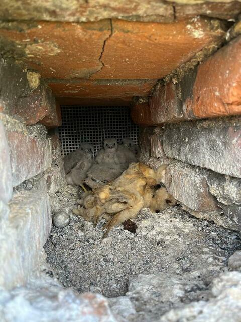 Das Küken wurde wieder zu seinen Geschwistern gebracht. | Foto: Privat