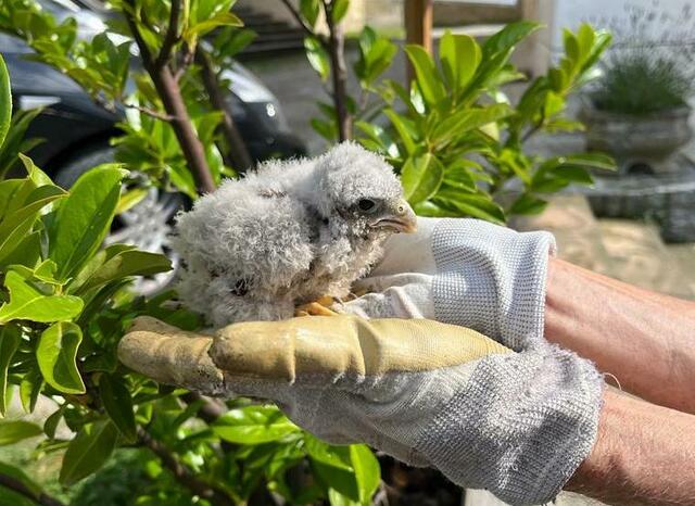 Dieses Turmfalken-Küken hat den Sturz aus dem Nest überlebt und konnte gerettet werden. | Foto: Privat
