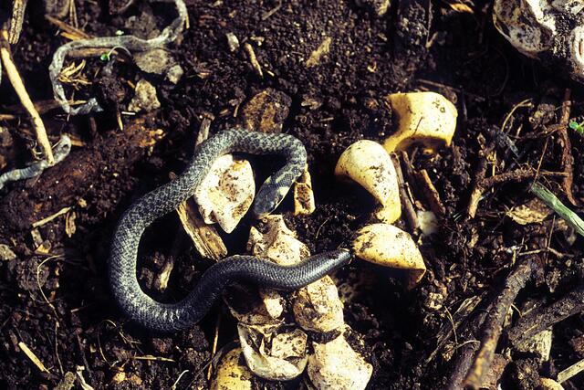 Hilfe für heimische Schlangen: Weil sich feucht-warme Komposthaufen hervorragend für die Eiablage eignen, sollte man das Umschichten und Abtragen unbedingt auf den Herbst verschieben. | Foto: Werner Kammel