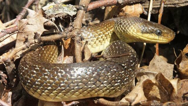 Mit rund 1,50 Metern ist die Äskulapnatter die längste heimische Gattung.  | Foto: Werner Stangl