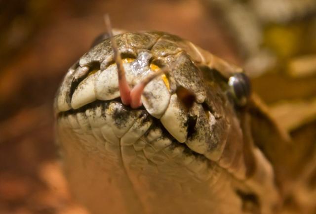 Schuppentiere zwischen Furcht und Faszination: Schlangen wehren sich nur dann, wenn sie sich bedroht fühlen. In der Steiermark trifft man vorwiegend auf die Äskulapnatter, Schlingnatter, Ringelnatter und Würfelnatter - alle vier Arten sind ungefährlich. | Foto: Pixabay