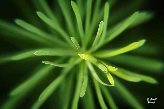 ..........die feinen Nadelen von oben gesehen .....