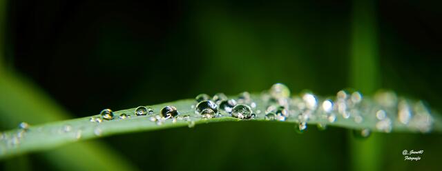 ......die kleinen Regenperlen am Grashalm .....