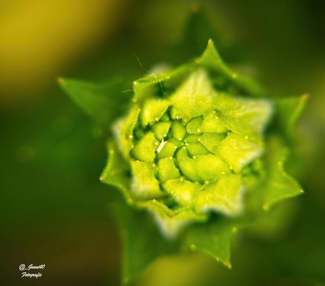 ...........die grünen Farbtöne der Natur .......