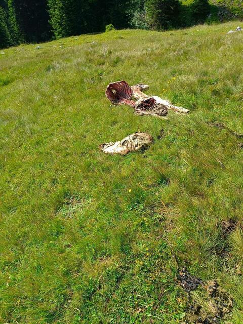 Auf der Feitritzer Alm treibt der Bär wieder sein Unwesen. | Foto: Privat