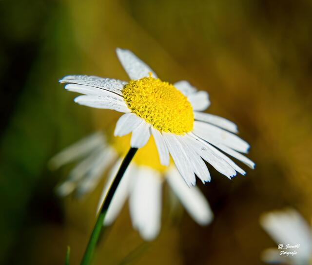 ..........eine kleine Margerite.......