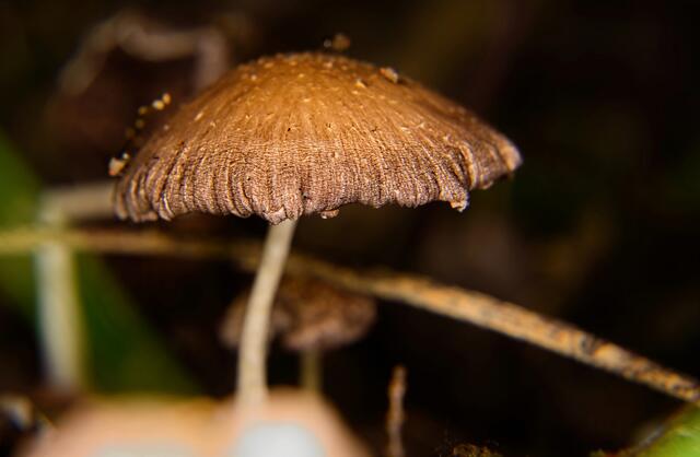 ......na,schon fest in der Sonne gewesen......