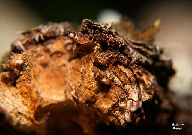 .........eine Detailaufnahme vom Baumstamm.......