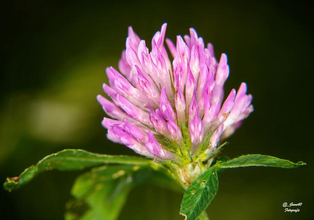 ..........eine Wiesenkleeblüte ......
