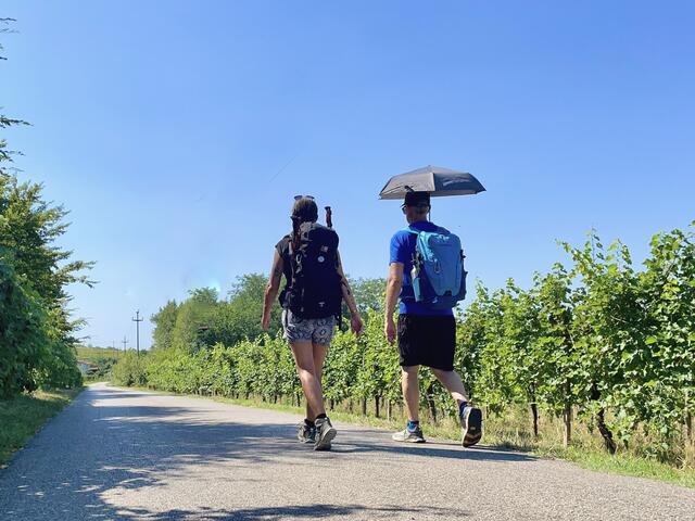 Bei großer Hitze durch die Weinberge... da wird so mancher erfinderisch! 🤣