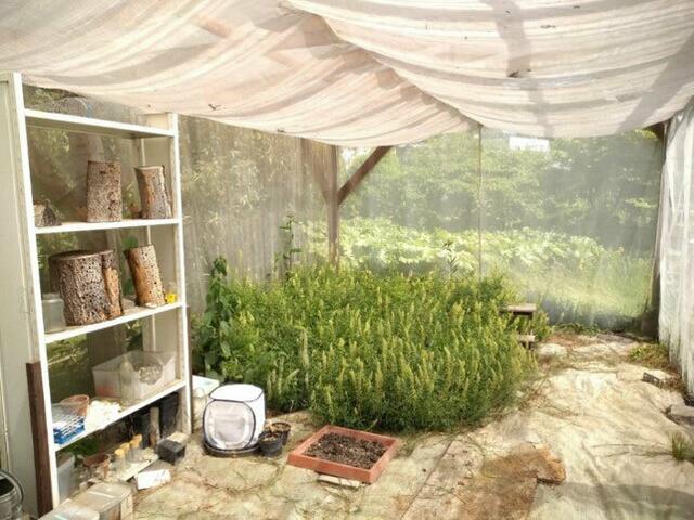 Im Flugkäfig der Universität Salzburg wurde getestet wie Bestäuber bei veränderten Temperaturen auf Pflanzen reagieren.  | Foto: G. D. Cordeiro/Universität Salzburg