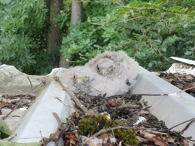 Zwei Turmfalkenbabys stürzten mit ihrem Nest von einem Gebäude in Pettenbach 7 Meter in die Tiefe und wurden von der Tierrettung des Tierparadies Schabenreith geborgen. | Foto: Tierparadies Schabenreith | Hofner