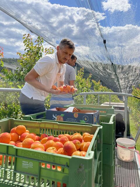 Marillen: Hansi Sax und Co freuen sich über den guten Ertrag. | Foto: RegionalMedien Ulrich Gutmann