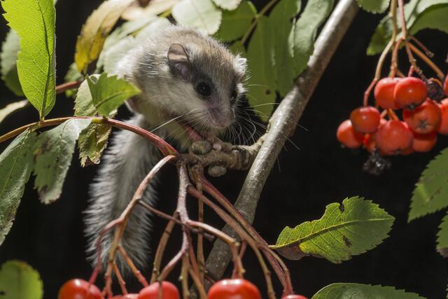 Der Baumschläfer gehört mit seinen etwa 10 cm Körperlänge zu den kleineren Bilchen.  | Foto: © Kerstin Hinze