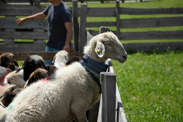 Beim letzten Angriff auf der Lavanter Alm wurden auch Schafe mit dem sogenannten Wolfsvergrämhalsband der Firma Brainflash getötet. Der Prototyp des Halsbandes befindet sich noch in der Testphase. Jetzt wartet man die Datenauswertung ab. | Foto: azett kommunikation