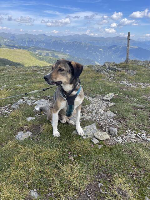 Auf unserem Weg auf die Gipfel kamen uns nicht nur sehr viele Kühe, sondern auch einige Hunde entgegen. Die Tiere sind daher an die Wanderer mit ihren Vierbeinern gewöhnt. | Foto: Julia Gerold