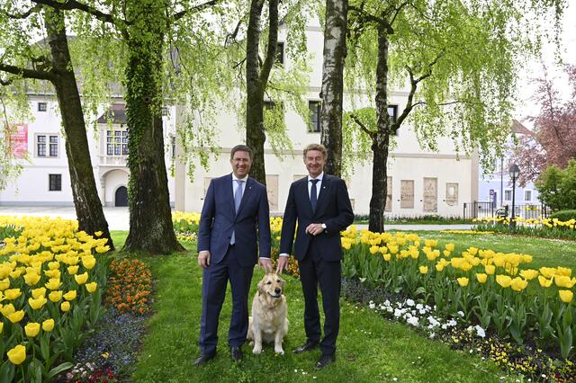 Wer sich einen Tierheimhund holt, für den entfällt künftig für drei Jahre die Hundesteuer. | Foto: Stadt Wels