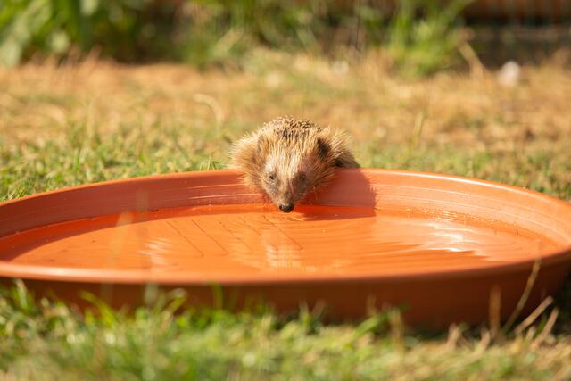 Durstiger Igel  | Foto: Sarah Weninger