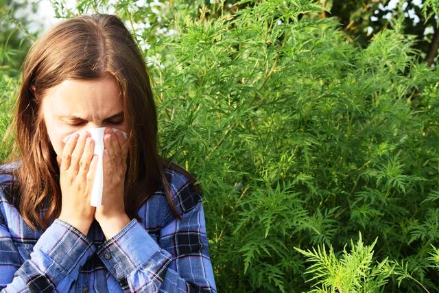 Das Ragweed dürfte Allergikern heuer besonders zu schaffen machen. | Foto: Kateryna_Moroz