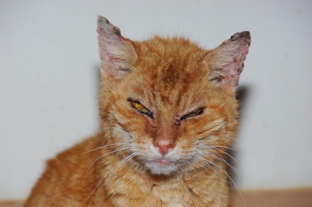 Streunerkater „Rote Rübe“ leidet an einer Immunschwäche und wurde im Tierheim Tierparadies Schabenreith dauerhaft aufgenommen. | Foto: Tierparadies Schabenreith | D. Hofner-Foltin