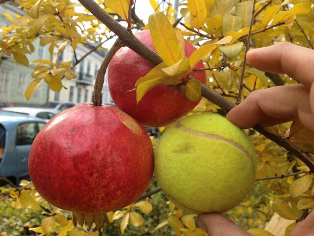 Großfrüchtige, köstliche Granatäpfel im Stadtgebiet - im Größenvergleich mit einem Tennisball. | Foto: Wolf Stockinger