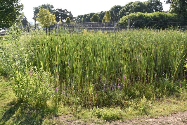 Das Biotop am Schedifkaplatz wurde vergrößert.