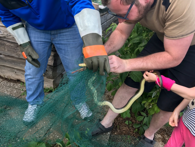 Eine Äskulapnatter wird hier eingefangen. | Foto: naturbeobachtung.at/A. Pretterhofer