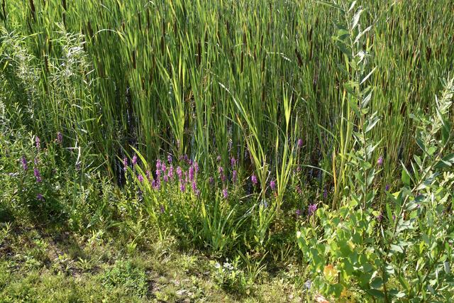 An der Grenze zum Biotop blühen schon die Blumen.
