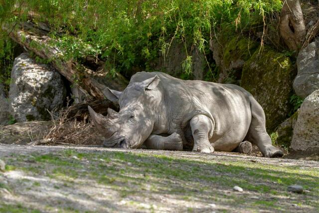 Selbst die Nashörner bevorzugen in diesen Tagen ein lauschiges Plätzchen und gehen vor allem der gleißenden Mittagssonne aus dem Weg.
 | Foto: Zoo Salzburg/Gisela Brechenmacher