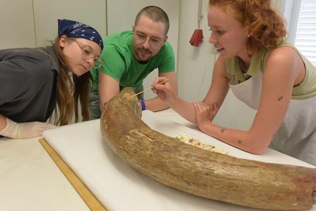 Studentinnen und Studenten der Universität für Angewandte Kunst untersuchten und restaurierten den gigantischen Zahn.  | Foto: Agnes Szökrön-Michl