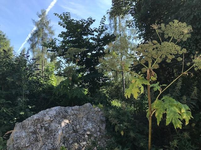 Gesehen beim Wandern in St. Oswald bei Plankenwarth: Große Neophyten-Bestände sorgen für Probleme. | Foto: Privat