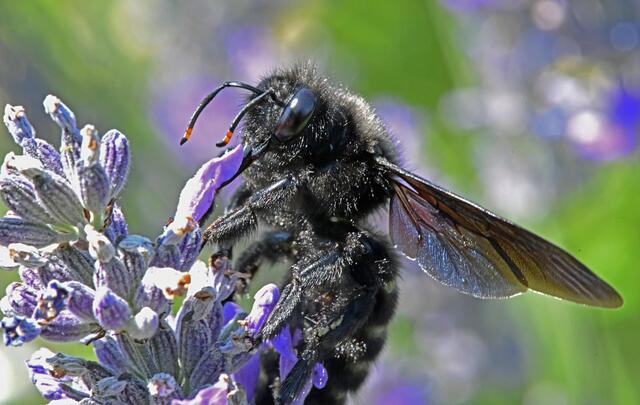 Aktuelle Nachrichten aus Braunau meinbezirk.at
