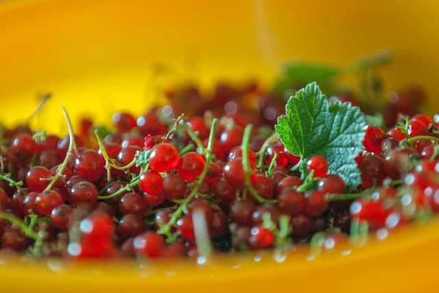 Die Ribisel gehört zu den Stachelbeer- Gewächse. Die heimische Beere (Johannisbeere) kann als wahres Superfood bezeichnet werden. Neben dem hohen Anteil an Wasser stecken in ihr viele Vitamine (A, B, C und E) sowie Mineralstoffe wie Kalium, Kalzium und Eisen. Im Vergleich zu einer Zitrone hat sie fast viermal so viel Vitamin C.  | Foto: © by Ing. Günter Kramarcsik