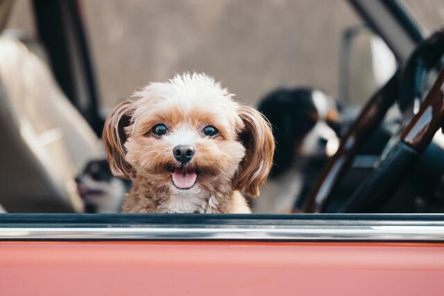 Ein Hund, der im Sommer alleine im Auto gelassen wird, schwebt sehr schnell in Lebensgefahr. | Foto: stock.adobe.com/gumichan
