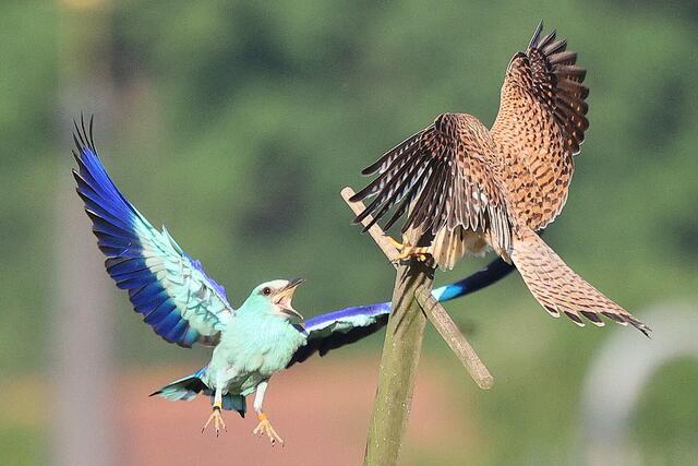 Eine Blauracke und ein Turmfalke treffen im Schutzgebiet aufeinander.  | Foto: Michael Baier