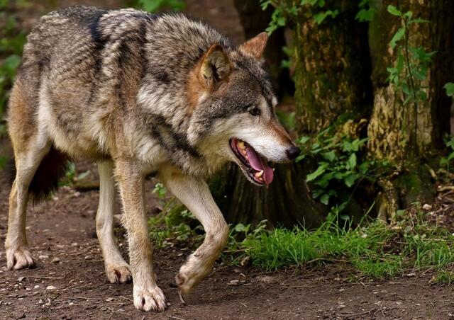 Bei mehreren Schafsrissen im Bezirk im Juli wurde ein Wolf als Verursacher nachgewiesen. Auf der Lavanter Alm kam es am vergangenen Wochenende wieder zu Angriffen. Auch hier besteht der Verdacht auf einen Wolf. | Foto: Symbolbild: pixabay