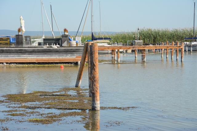 Der geringe Wasserstand im Neusiedler See sorgt für Sorgen in der Politik. | Foto: Tscheinig