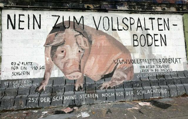 Die Wiener  Tierschutzombudsstelle kritisiert einige Rahmenpunkte des novellierten Tierschutzpakets der Regierung. Vor allem im Bereich der artgerechten Nutztierhaltung gibt es Versäumnisse. | Foto: VGT.at